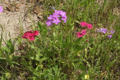 Phlox drummondii