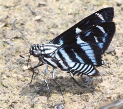 Jemadia hospita