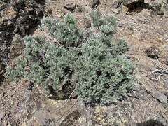 Artemisia rigida