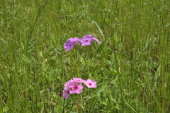 Phlox drummondii