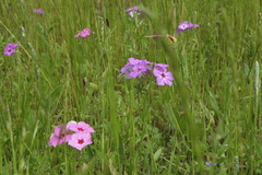 Phlox drummondii