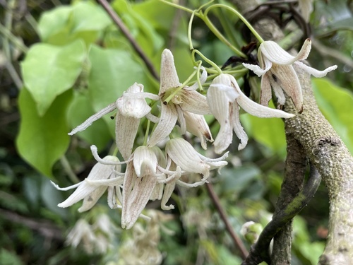 Stauntonia hexaphylla (Thunb.) Decne.