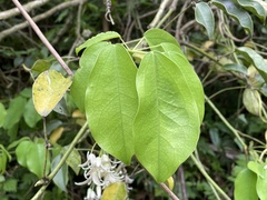 Stauntonia hexaphylla