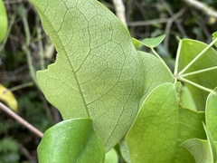 Stauntonia hexaphylla