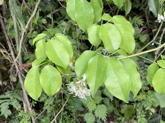 Stauntonia hexaphylla