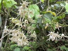 Stauntonia hexaphylla