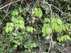 Stauntonia hexaphylla