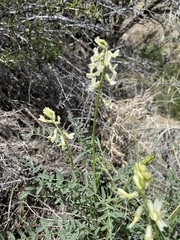 Astragalus reventiformis