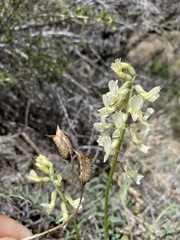 Astragalus reventiformis