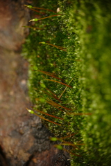Anacamptodon splachnoides