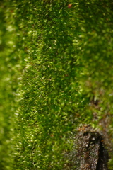 Anacamptodon splachnoides