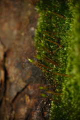 Anacamptodon splachnoides