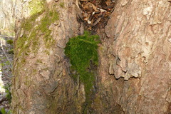 Anacamptodon splachnoides