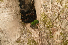 Anacamptodon splachnoides