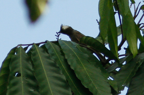 Mottle-backed Elaenia (Elaenia gigas), photo 9