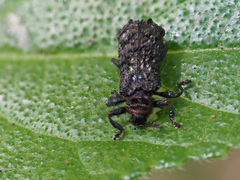 Octotoma scabripennis