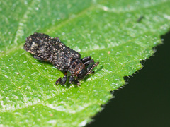 Octotoma scabripennis