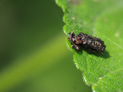 Octotoma scabripennis