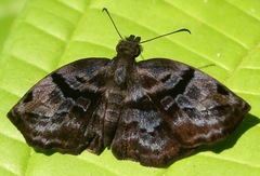 Helias phalaenoides