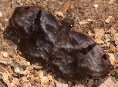 Helias phalaenoides