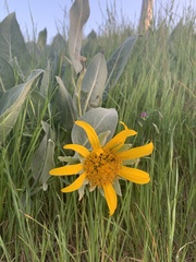 Wyethia helenioides