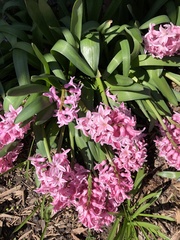 Hyacinthus