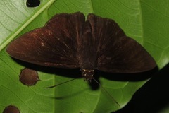 Hyalothyrus neleus