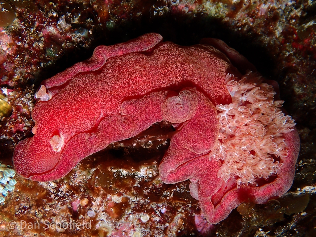Mottled Spanish Dancer