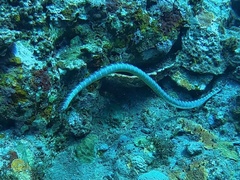 Laticauda semifasciata