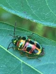 Lampromicra jactator