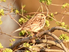 Passerculus sandwichensis