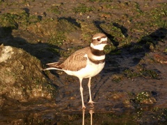 Charadrius vociferus