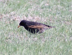 Sturnus vulgaris