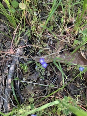 Nemophila pulchella