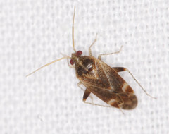 Hamatophylus guttulosus