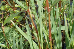 Ischnura aurora aurora