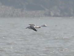 Larus crassirostris