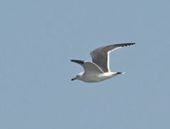 Larus crassirostris