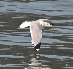 Larus canus