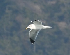 Larus canus