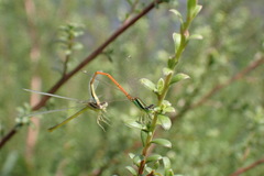 Ischnura aurora aurora