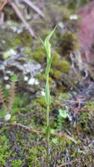 Pterostylis alveata