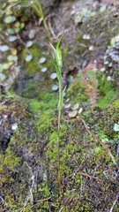 Pterostylis alveata