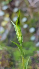Pterostylis alveata