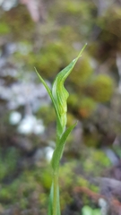 Pterostylis alveata