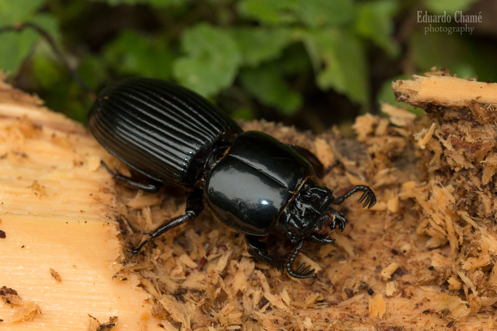 Pseudacanthus