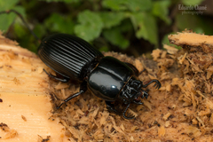 Pseudacanthus junctistriatus