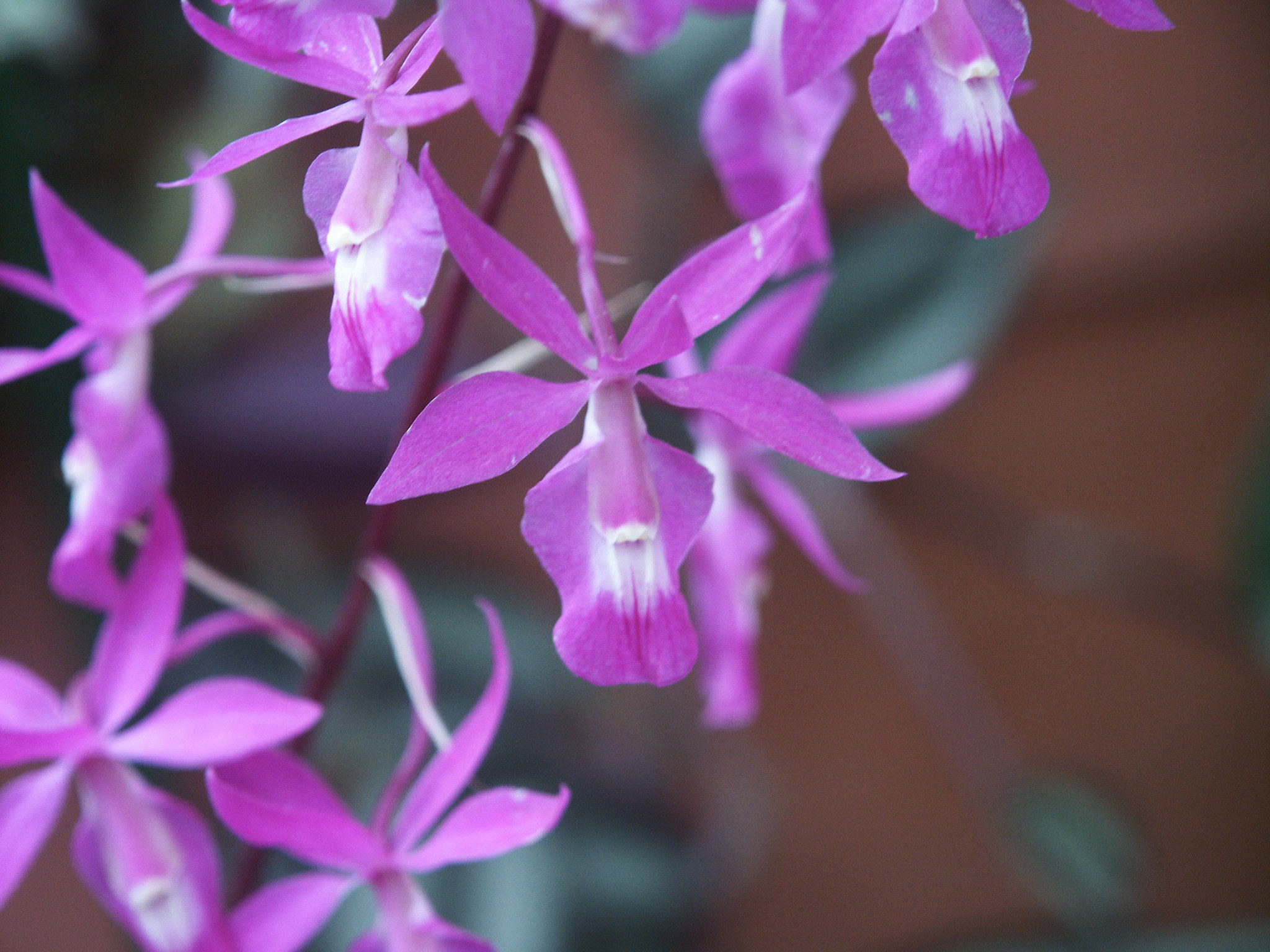 Barkeria