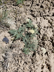 Lomatium nevadense