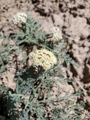 Lomatium nevadense